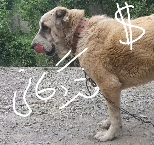 سگ ماده آلابای گمشده در خوشنام فردیس|حیوانات|ملارد, |دیوار