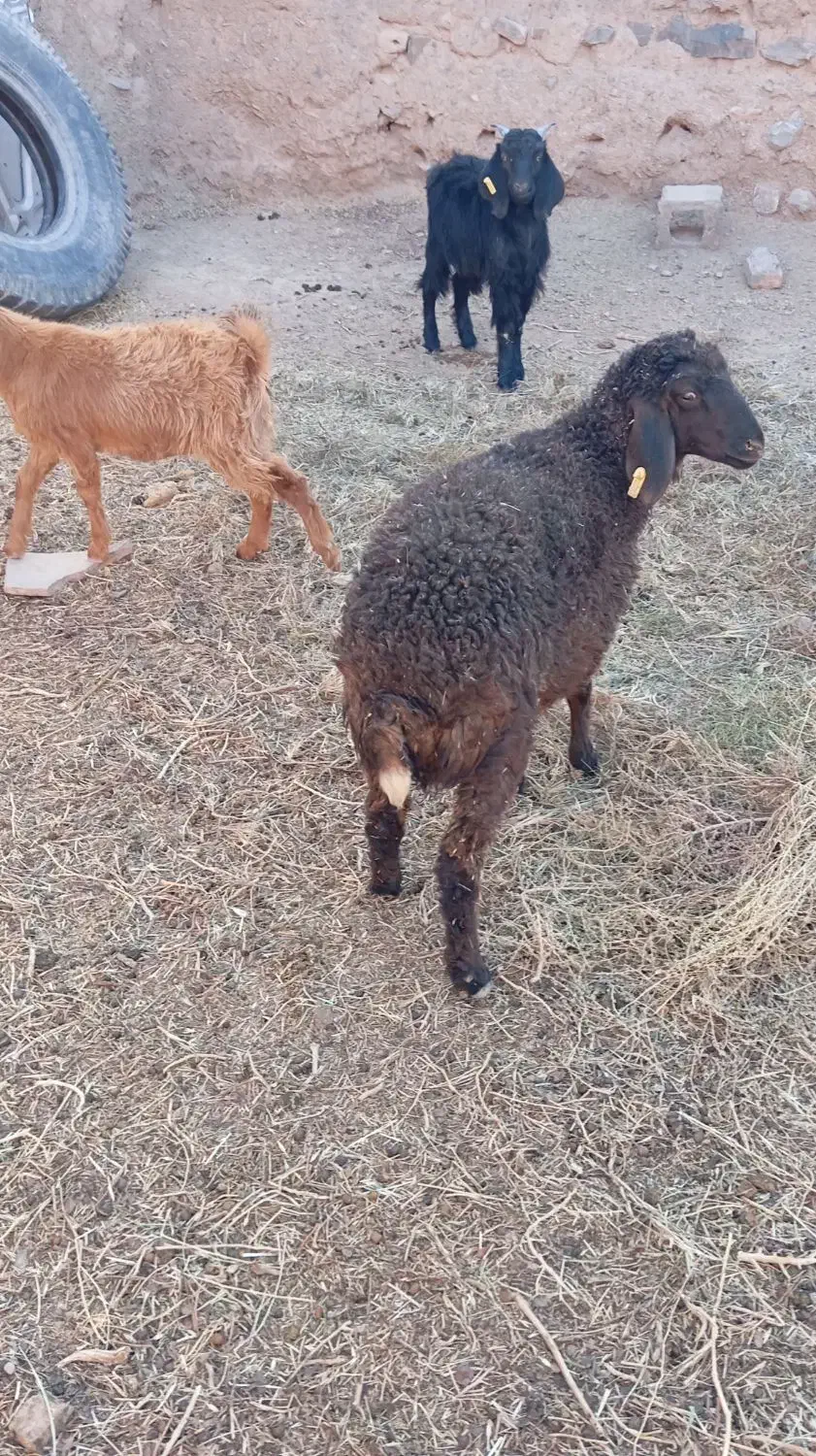 دو عدد بره ماده|حیوانات مزرعه|فردوس (خراسان), |دیوار