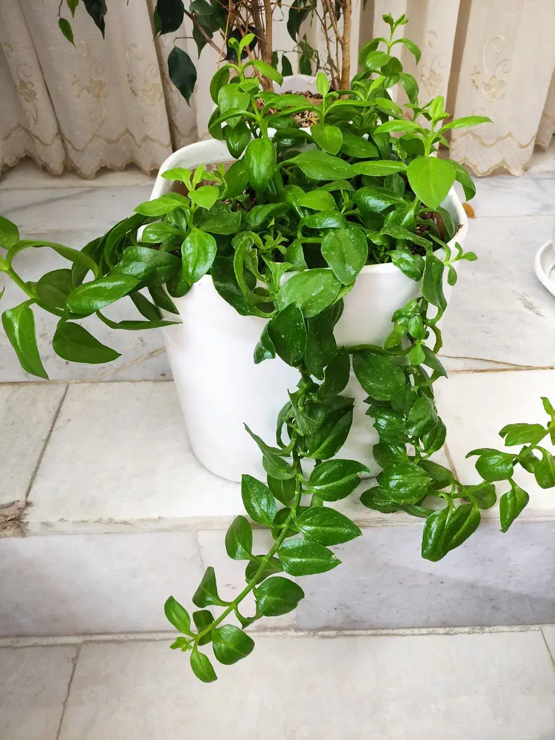 مراقبت از سالمند خانم|استخدام درمانی، زیبایی، بهداشتی|زرند, |دیوار