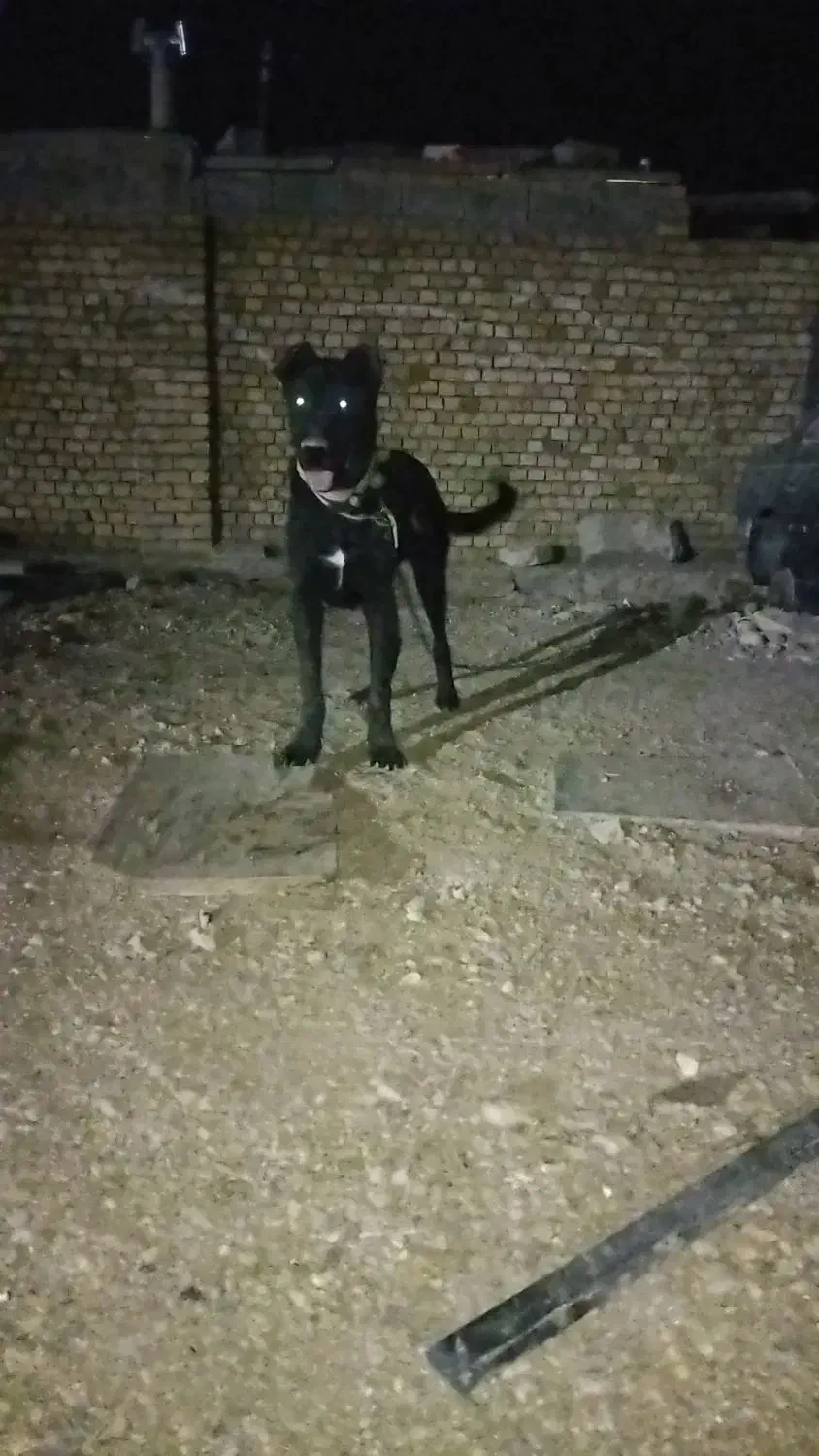 واگذاری سرابی ماده|سگ|کبودرآهنگ, |دیوار