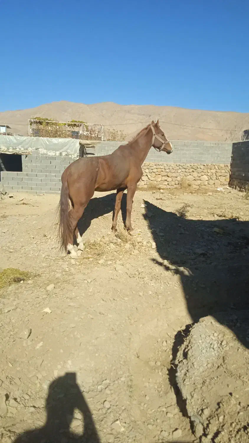 اسب ترکمن|اسب و تجهیزات اسبسواری|اسفراین, |دیوار