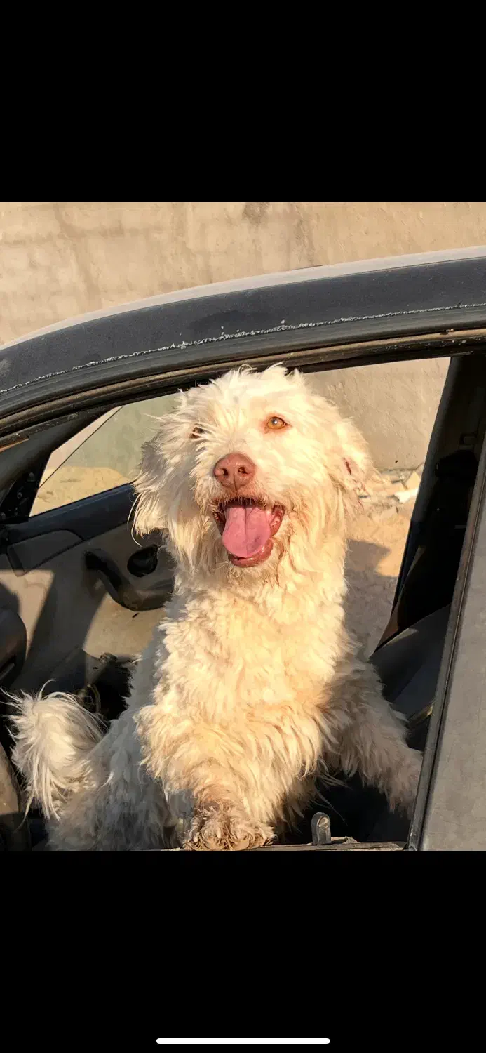 گمشده|حیوانات|مشهد, صیدآباد|دیوار