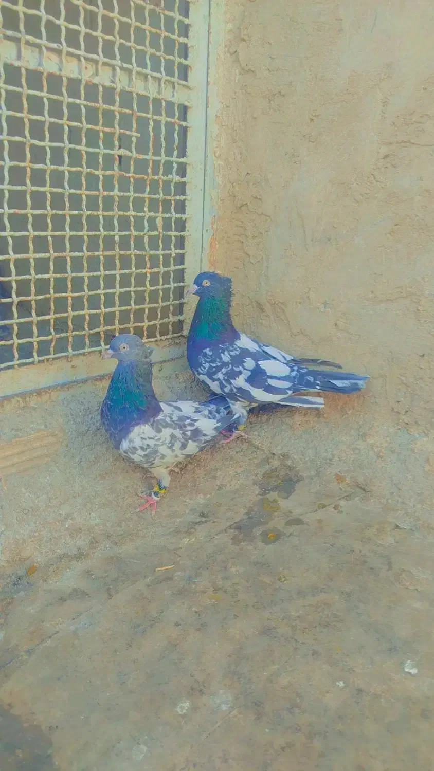 کبوتر|پرنده|کاشمر, |دیوار