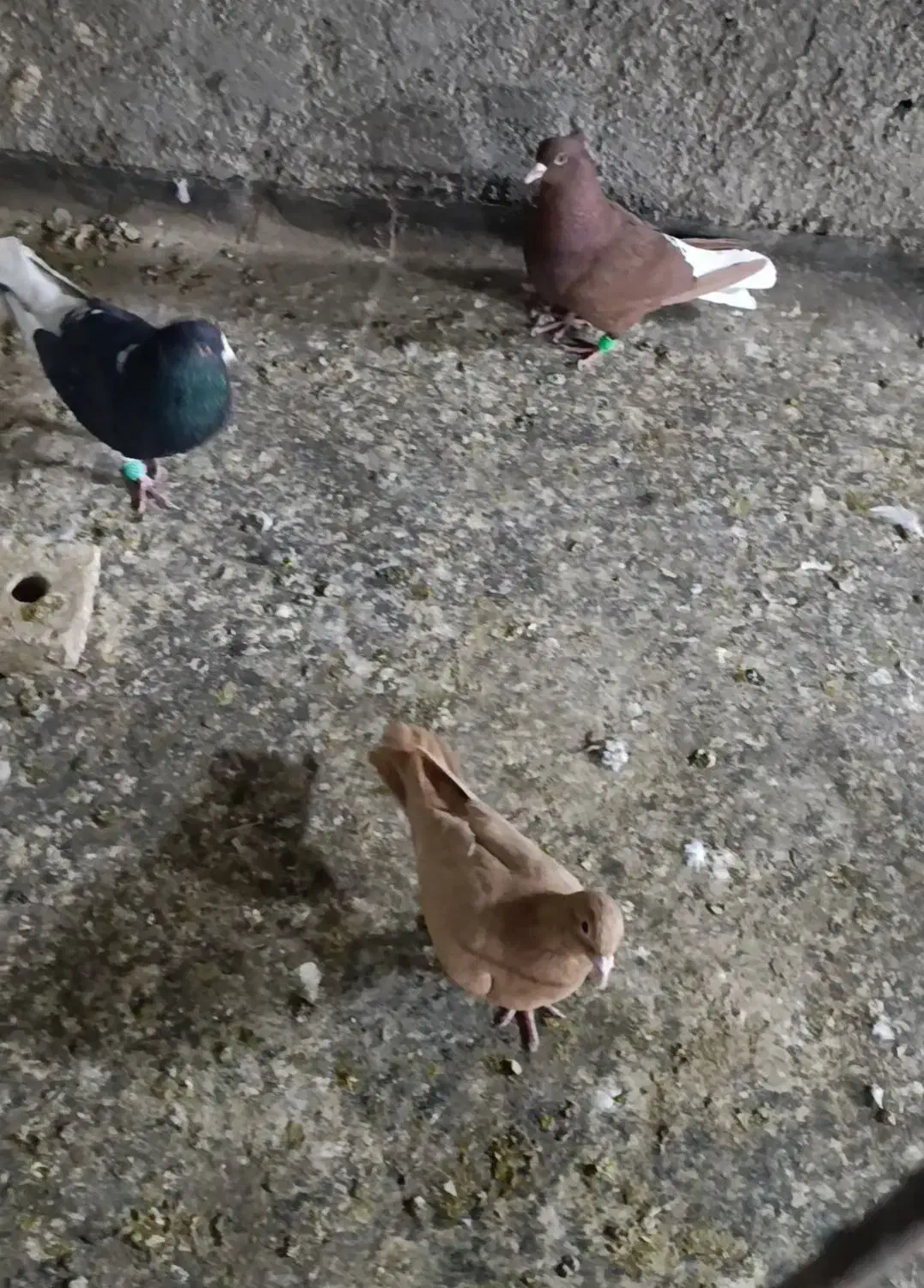 سه تا حیوان کار درست|پرنده|تربت‌حیدریه, آسایش|دیوار