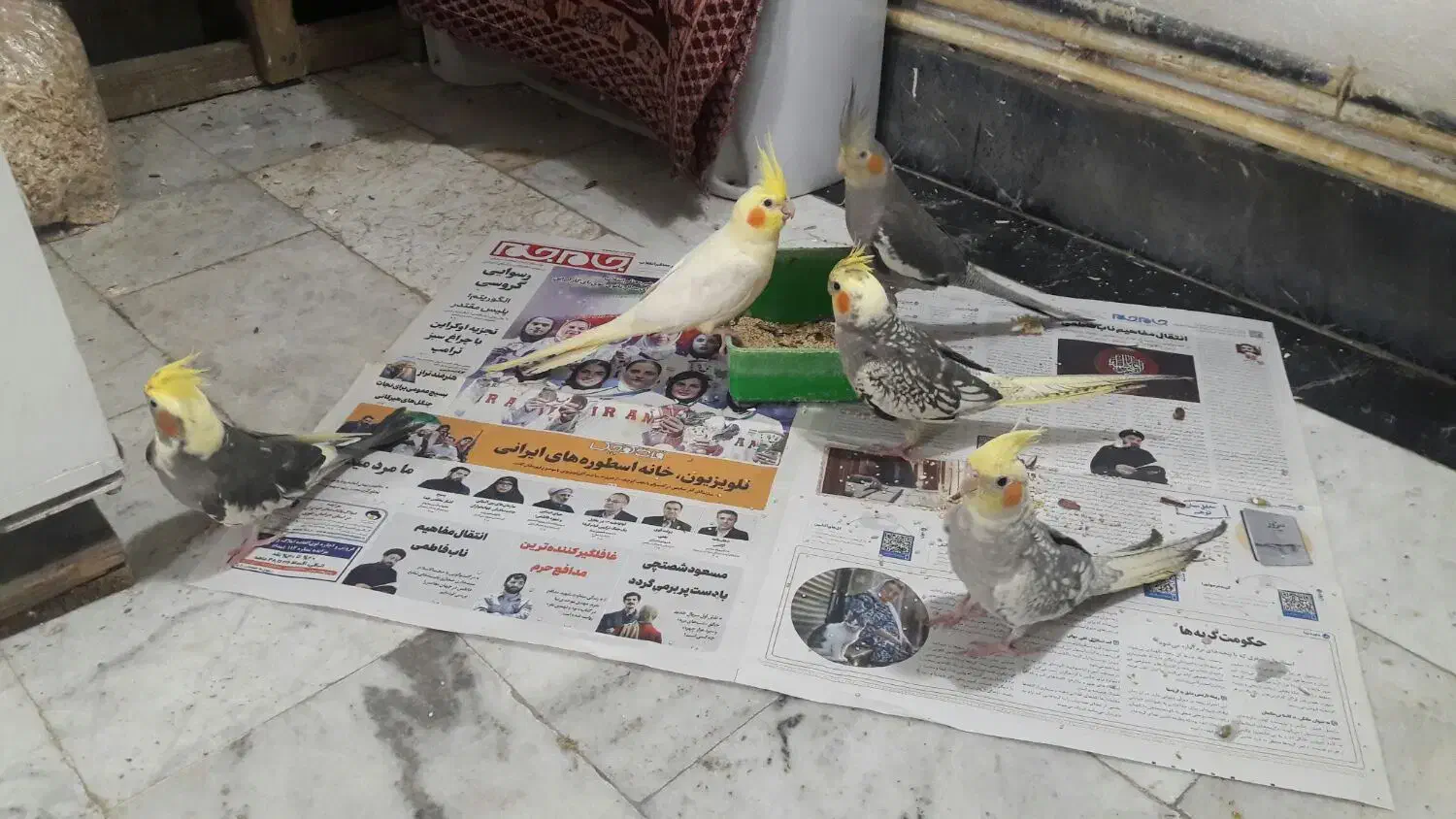 جوجه عروس وبالغ|پرنده|تولم شهر, |دیوار