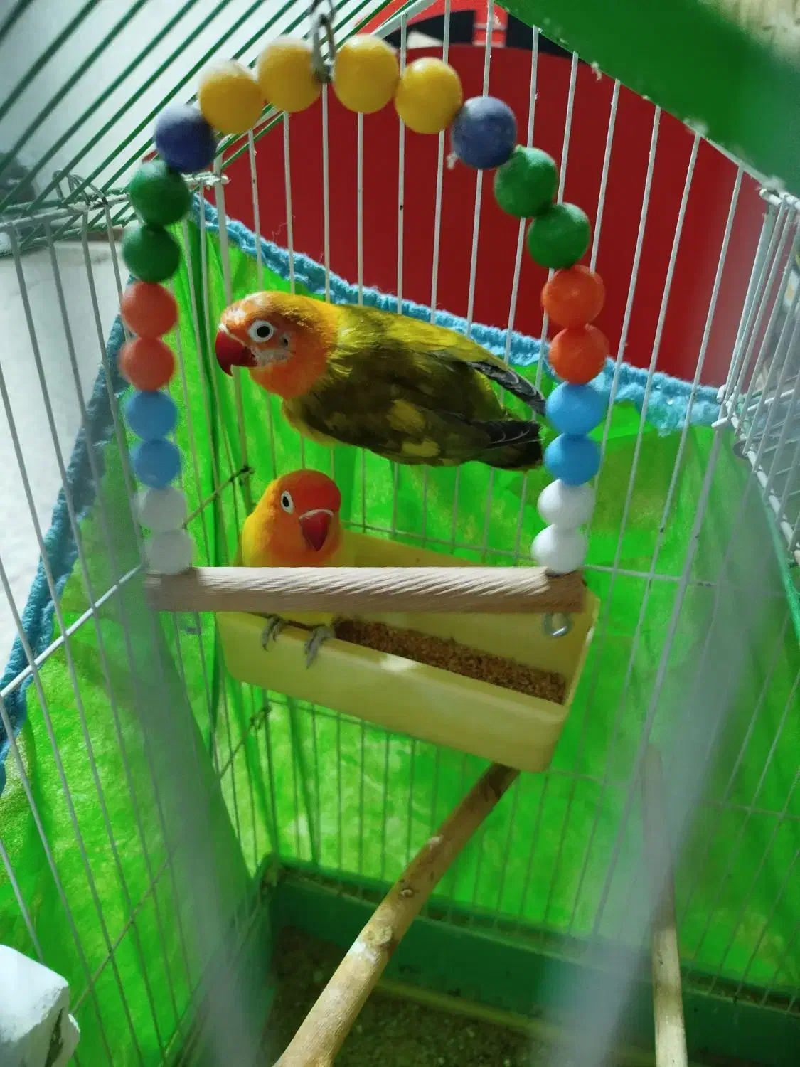 طوطی برزیلی|پرنده|تهران, مینای شمالی (مخبر)|دیوار