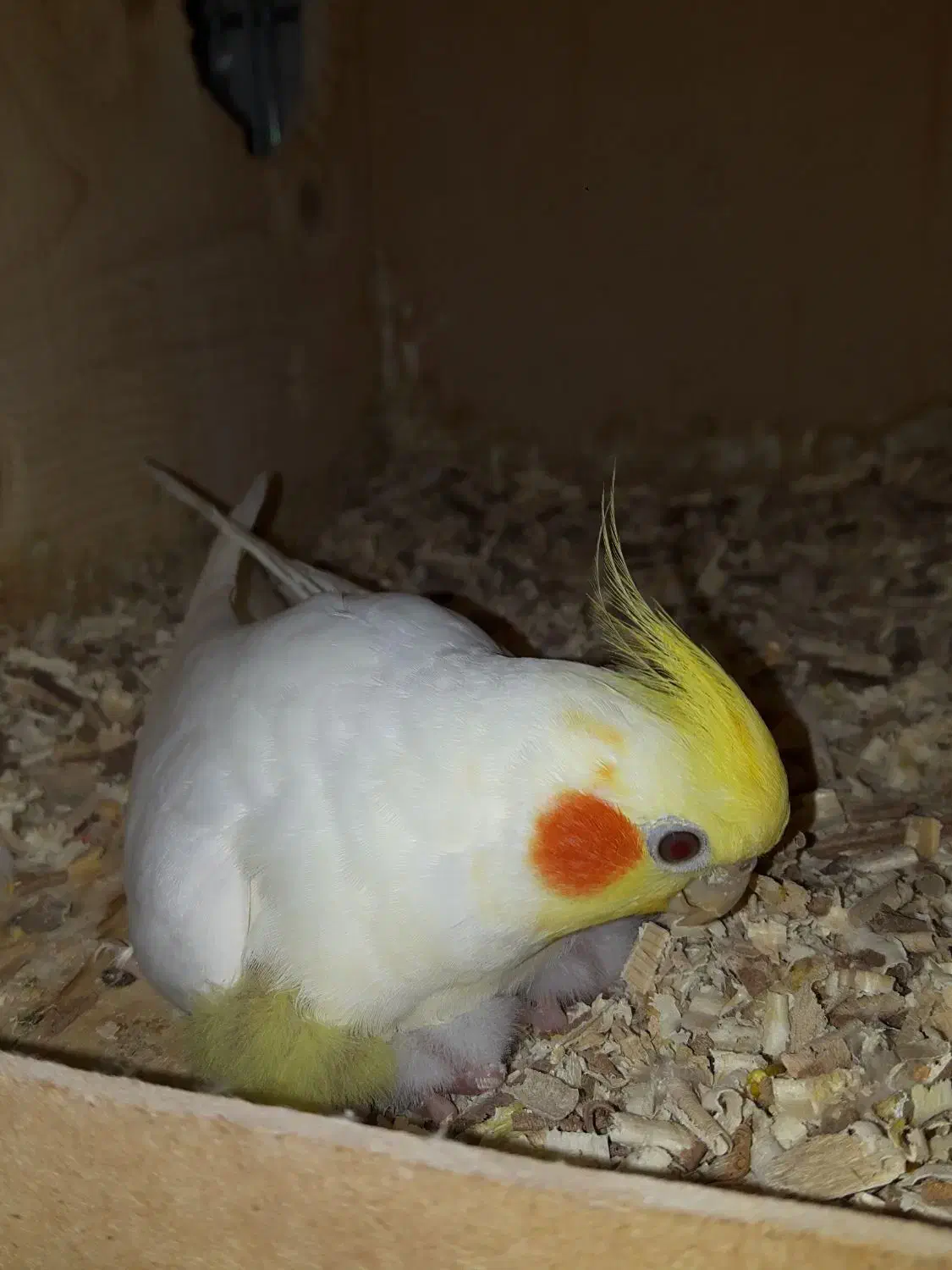 ۳۰ جفت عروس درجه یک|پرنده|ساری, |دیوار