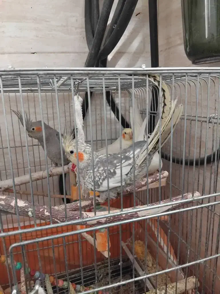 فروش ۹ عدد عروس هلندی|پرنده|شاهینشهر, شهرک ردانی پور|دیوار