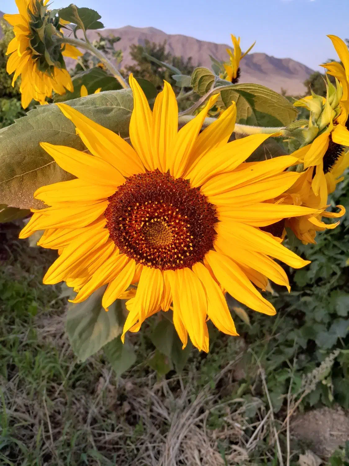 طلا آب شده|جواهرات|ملایر, |دیوار