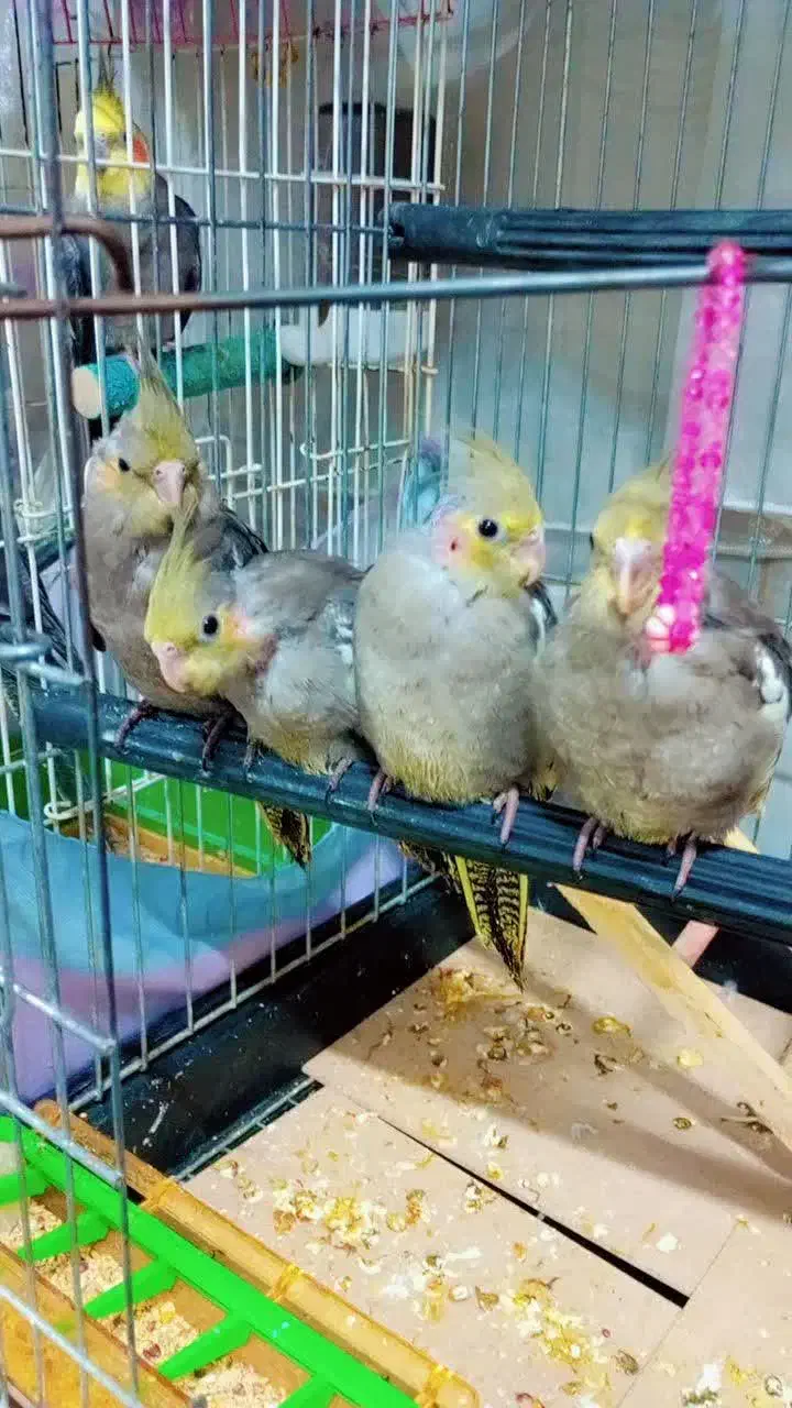 عروس هلندی ۵۰۰تومن|پرنده|قم, آزادگان|دیوار
