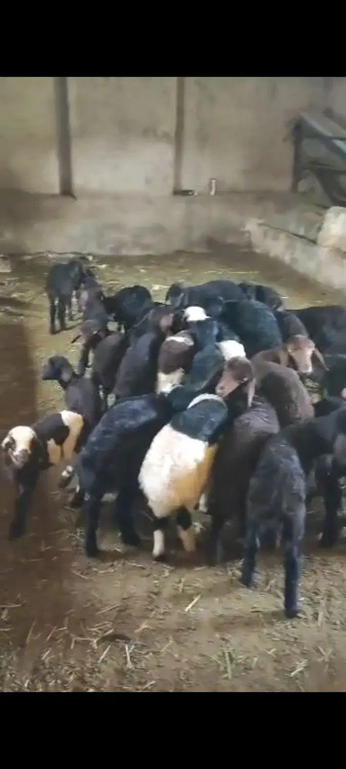 بره ماده همو و هترو|حیوانات مزرعه|ایواوغلی, |دیوار