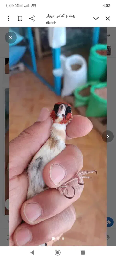 سهره چونه سفید|پرنده|ابهر, |دیوار