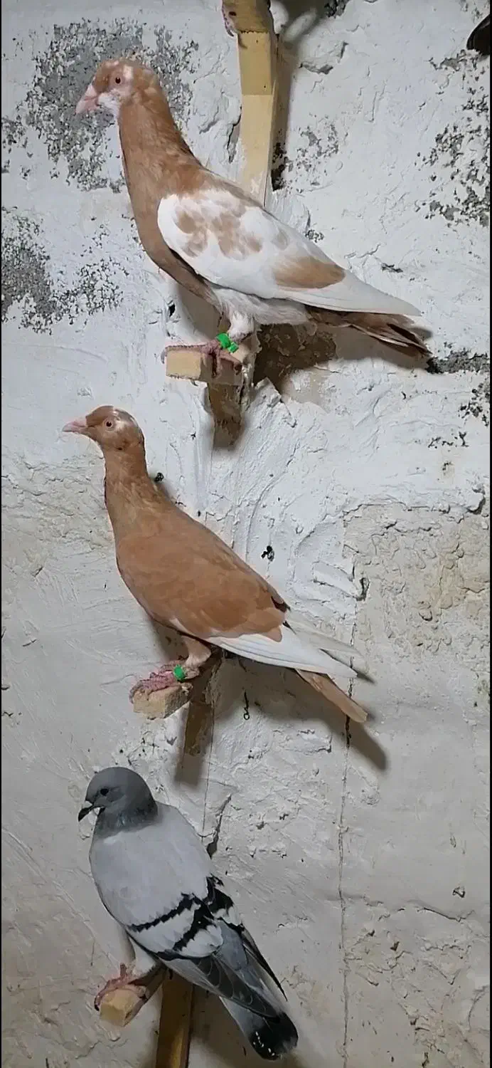 ۴عدد کبوتر پلاکی|پرنده|آبپخش, |دیوار