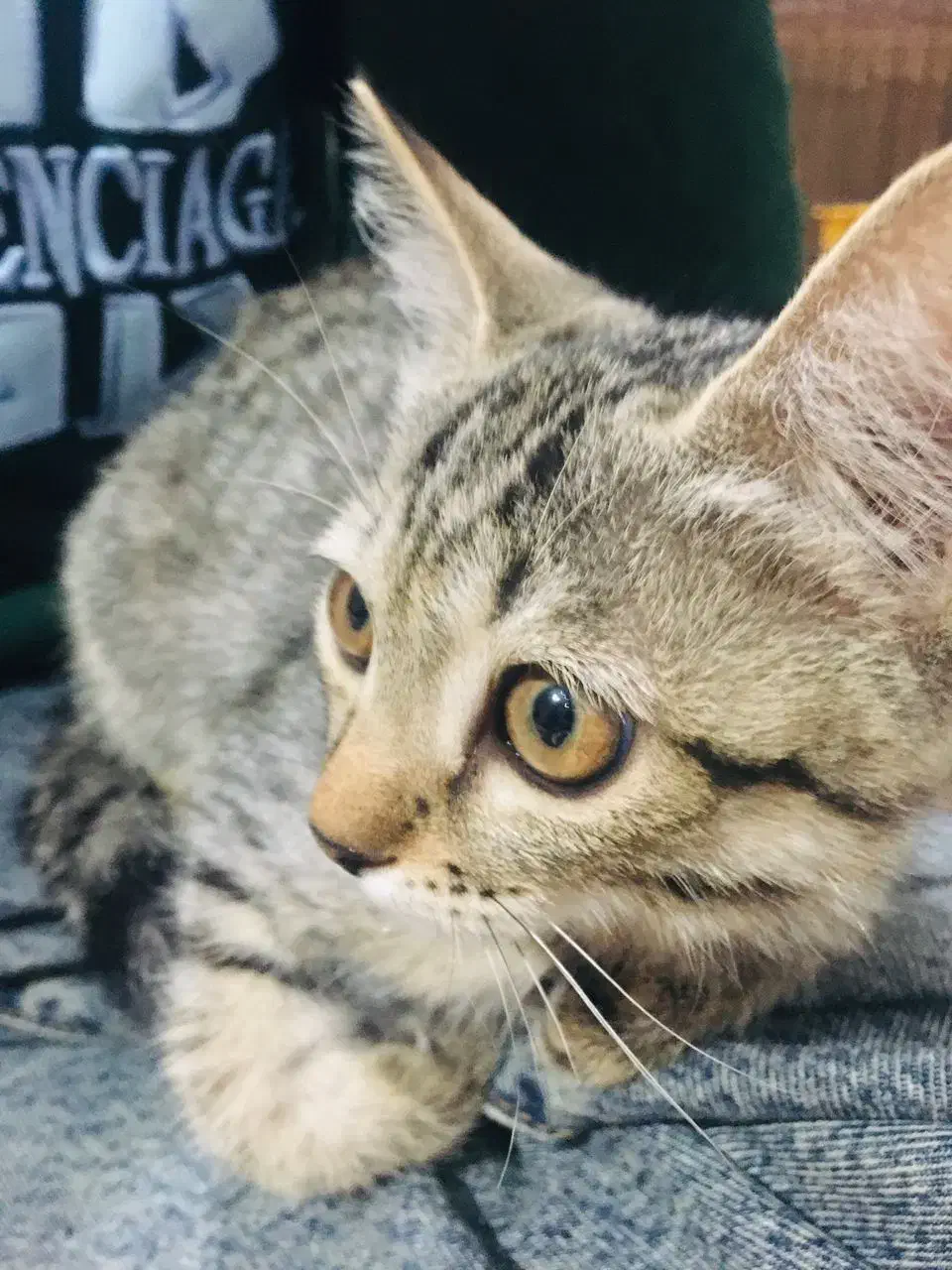 واگذاری گربه|گربه|اسلام‌شهر, شهرک امام حسین (میان آباد)|دیوار