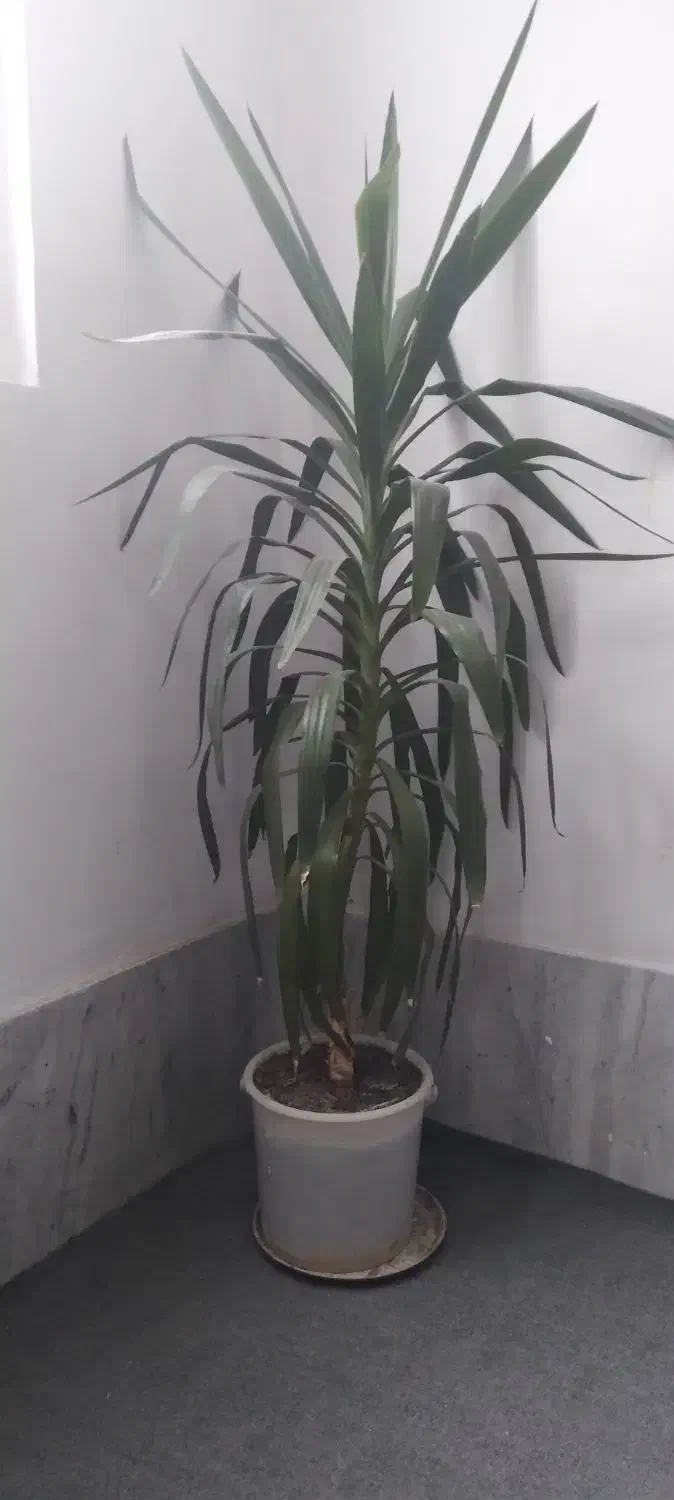 گل پاندانوس|گل و گیاه طبیعی|محمدشهر, محمدشهر|دیوار