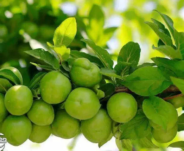پیش فروش نهال گوجه سبز نخجوان|خدمات باغبانی و درختکاری|میبد, |دیوار