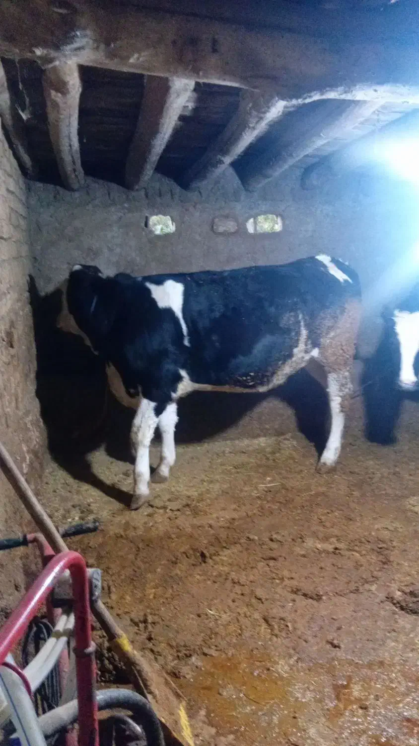 تلیسه ابستن|حیوانات مزرعه|قیدار, |دیوار