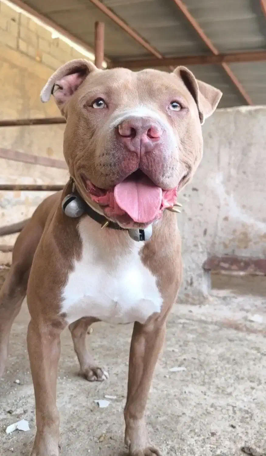 سگ پیتبول امریکن اصیل نر|سگ|تهران, نازیآباد|دیوار