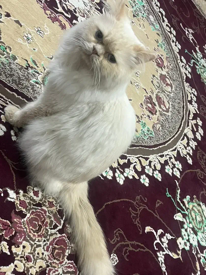 گربه برتیش اصل|گربه|بوشهر, |دیوار