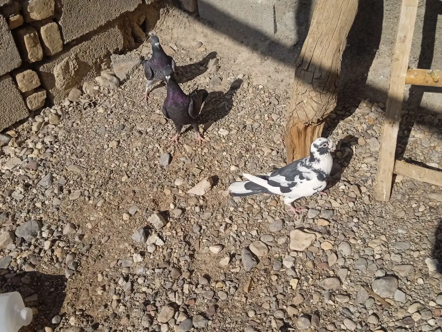 کبوتر|پرنده|فسا, |دیوار