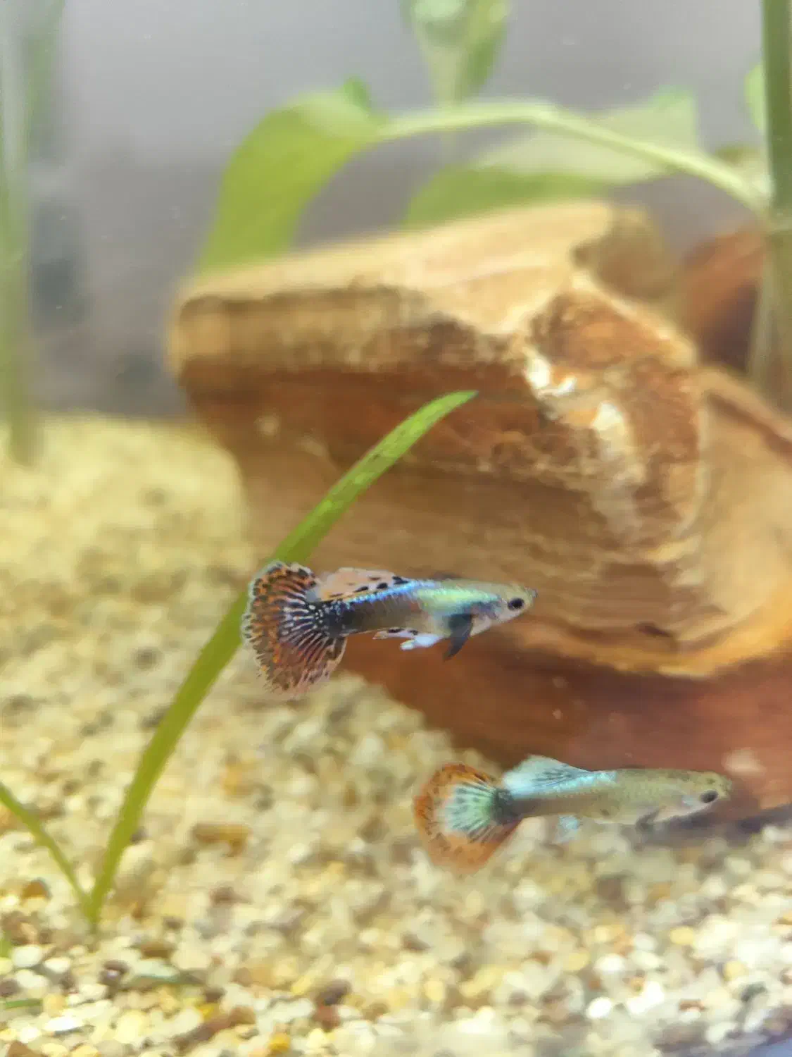 گوپی|ماهی|سیرجان, |دیوار