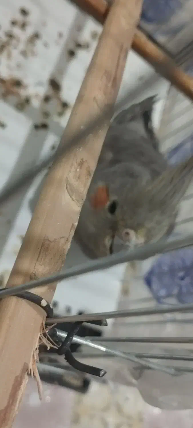 عروس هلندی ماده|پرنده|سراوان, |دیوار