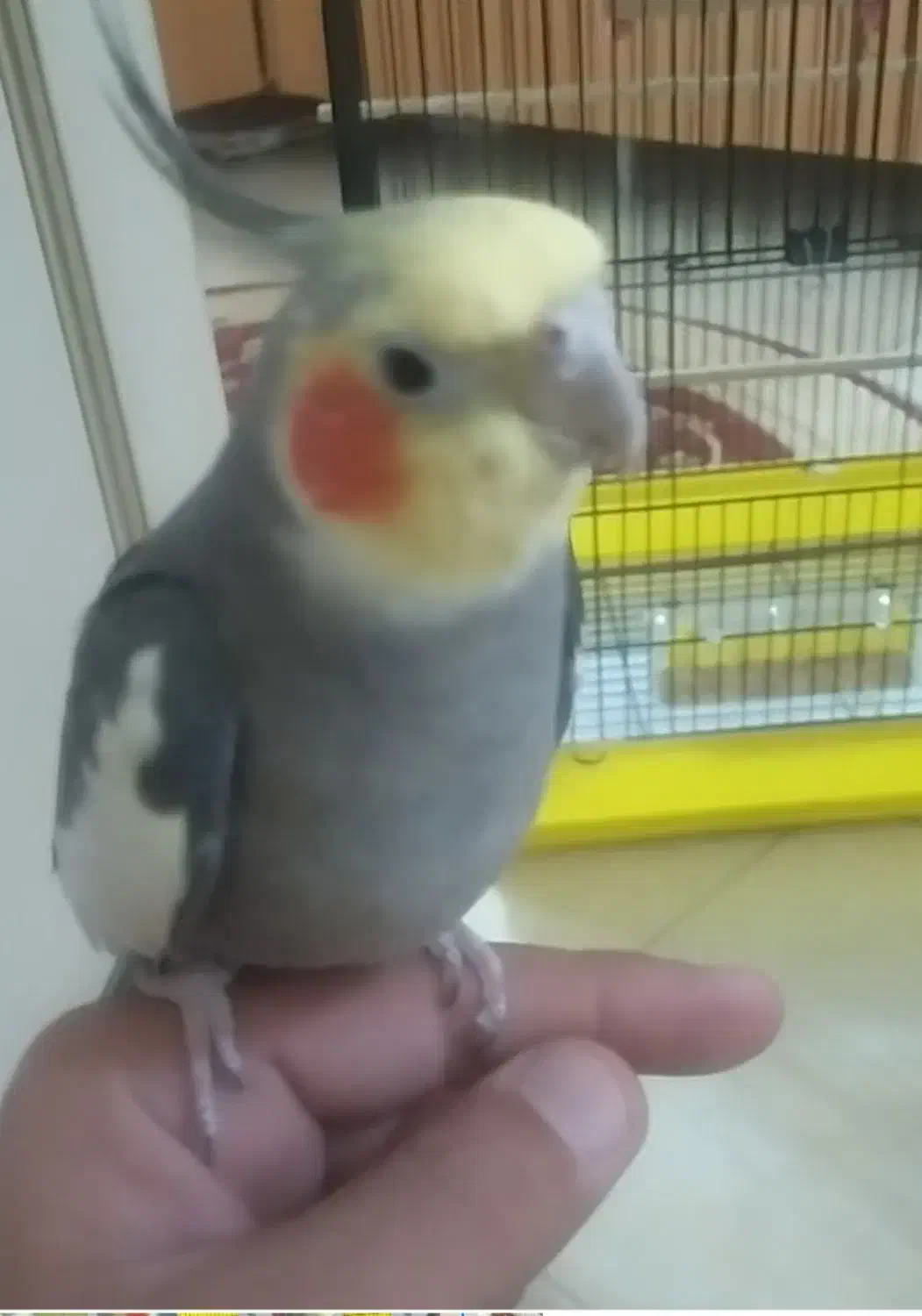 عروس هلندی گمشده|حیوانات|بندر انزلی, کلیور|دیوار