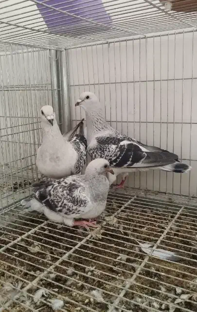 پلاکی شامی.|پرنده|باغ بهادران, |دیوار