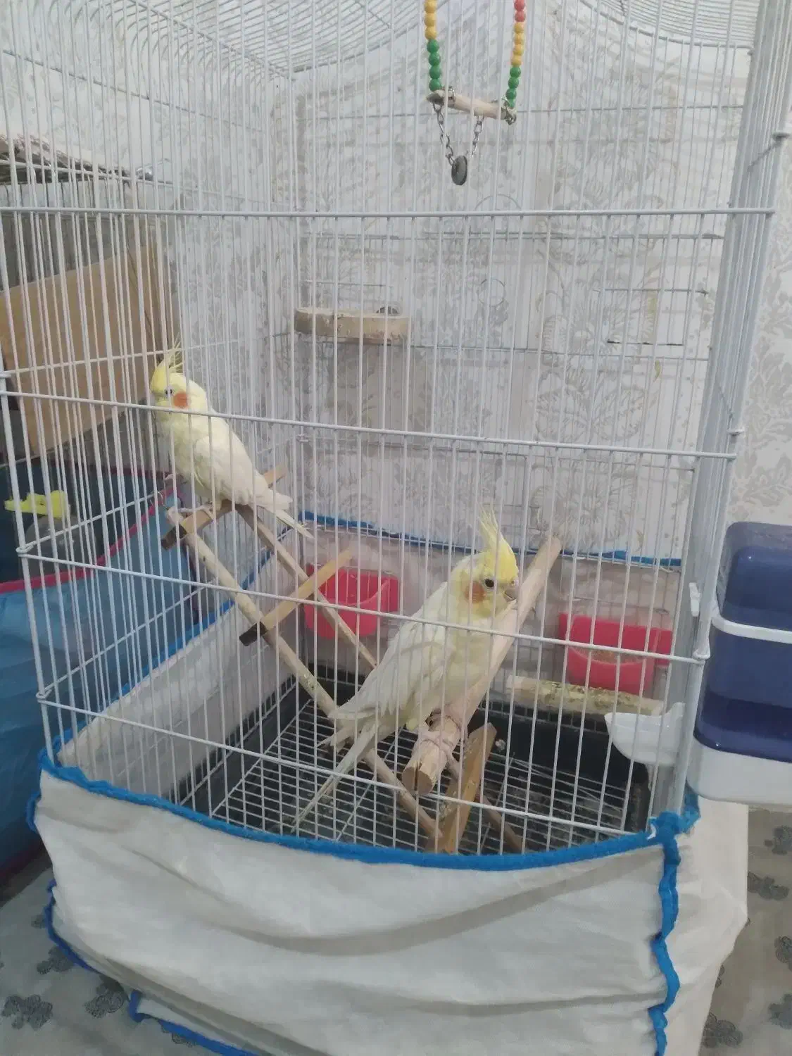 طوطی عروس هلندی|پرنده|بشاریات, |دیوار