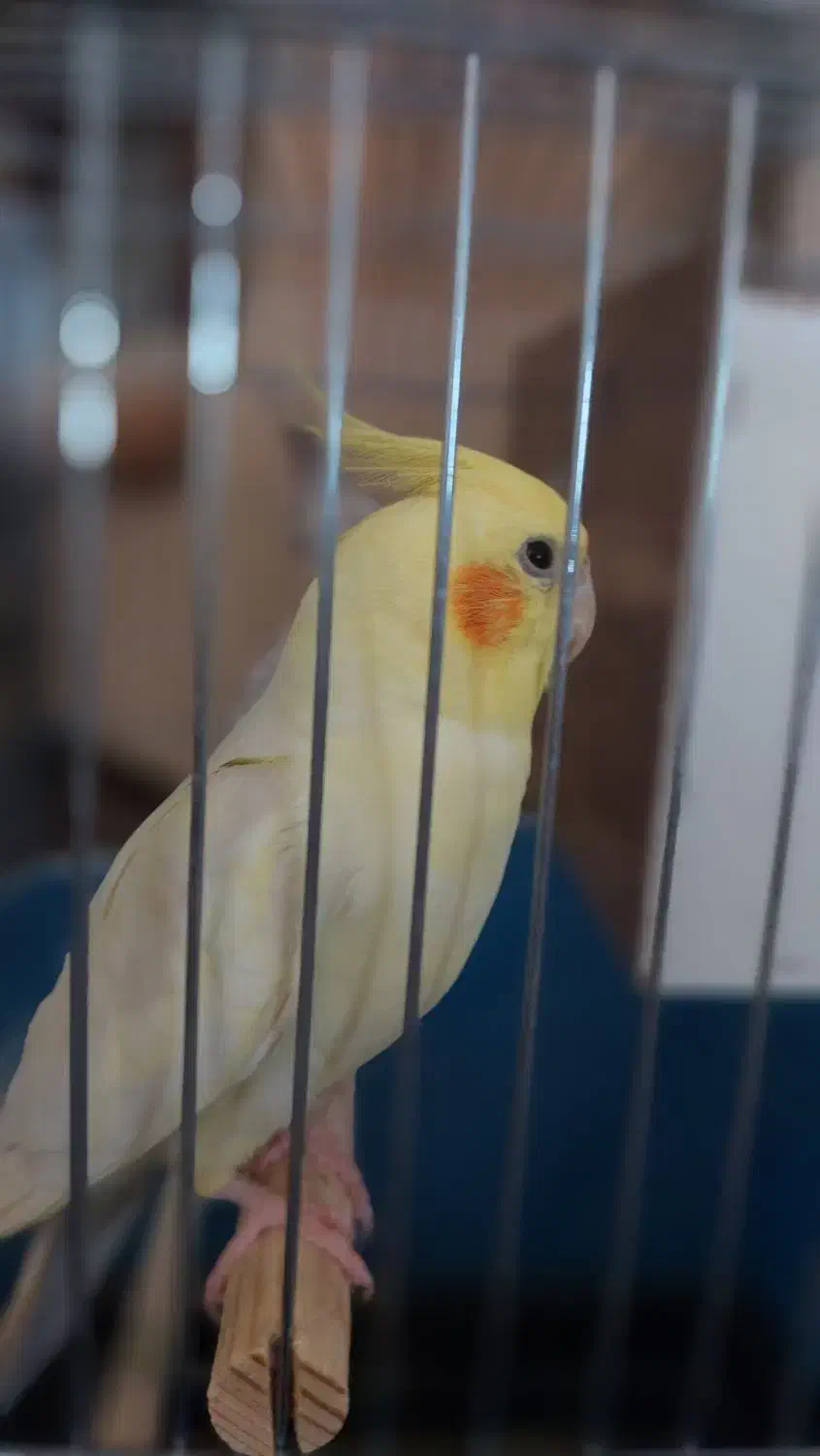 عروس هلندی نر دستی و سخنگو مست|پرنده|تاکستان, |دیوار