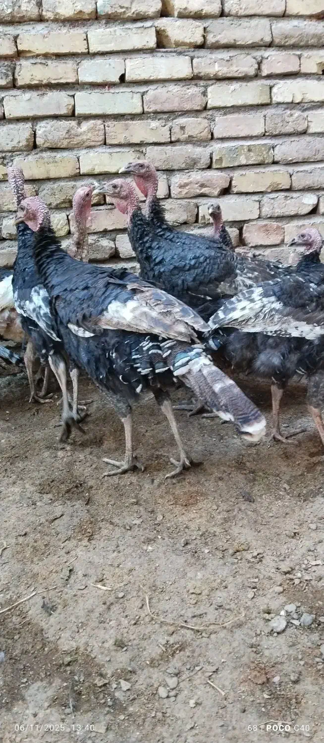 بوقلمون نر و ماده جوجه امسال|حیوانات مزرعه|بوئین زهرا, |دیوار