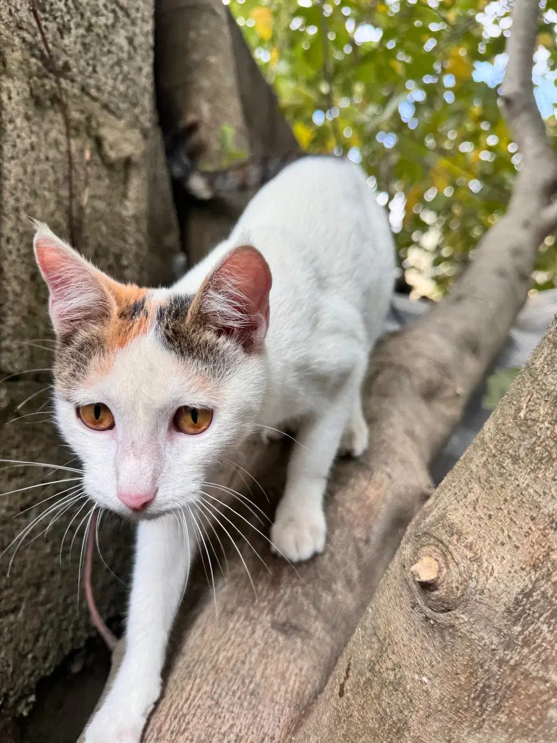 واگذاری چندتا گربه ماده و نر شش ماهه|گربه|شفت, |دیوار