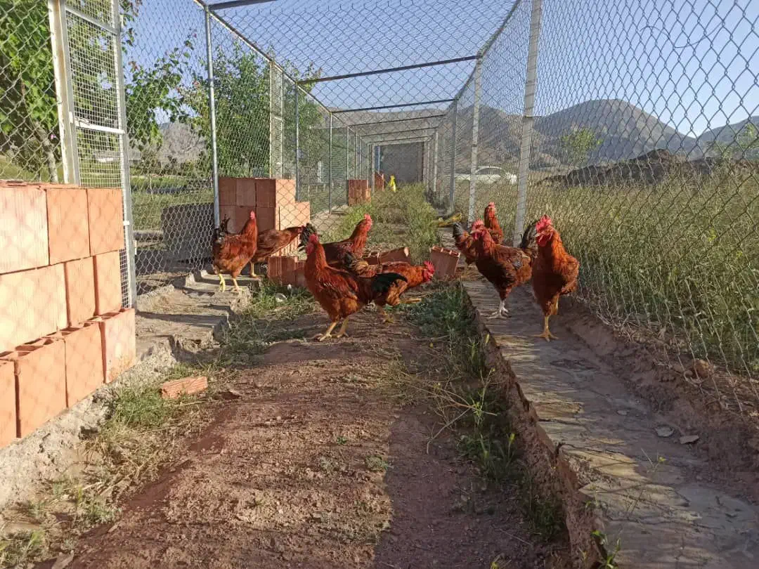 تخم مرغ نطفه دار نژاد های خاص و خوراکی|حیوانات مزرعه|کرمان, |دیوار