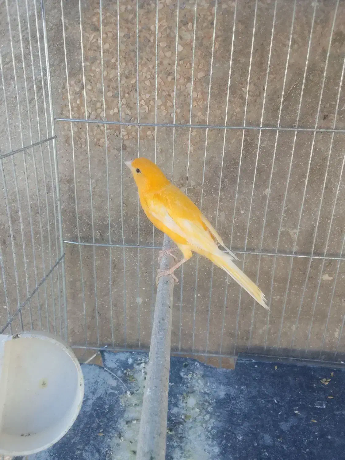 قناری سفید طلایی مست|پرنده|شیراز, کوشک میدان|دیوار