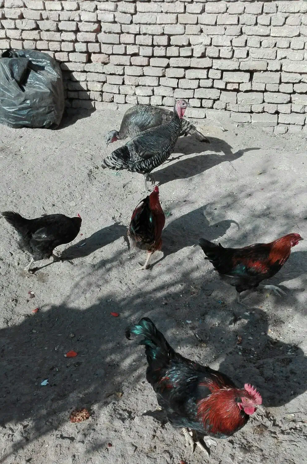 بوقلمون و خروس|حیوانات مزرعه|ورامین, ورامین|دیوار