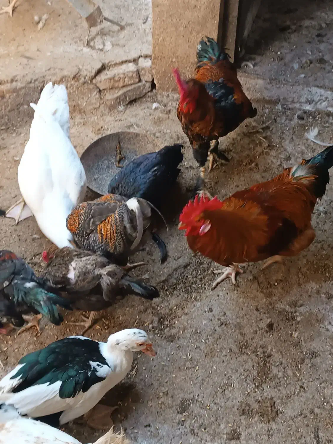 فروش اردک و مرغ ،یکجا|حیوانات مزرعه|سنگدوین, |دیوار