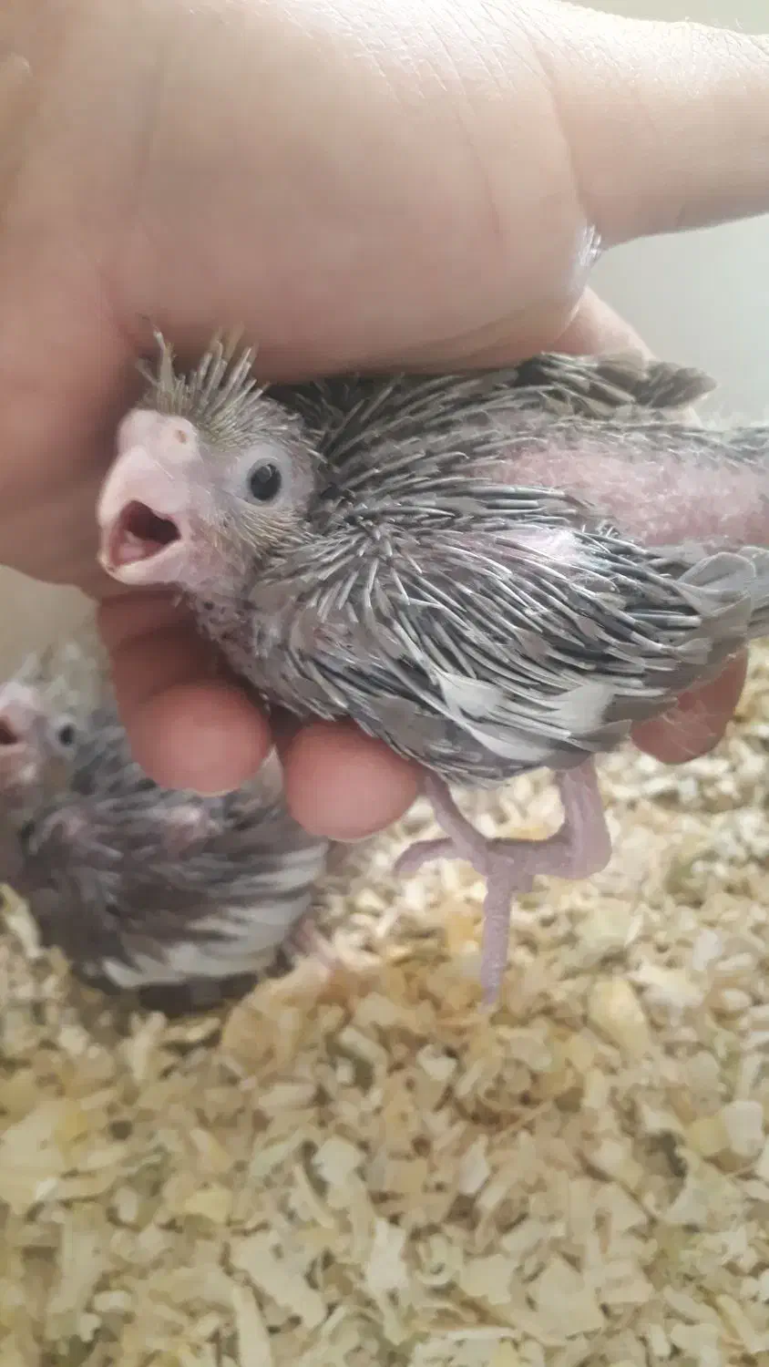 جوجه عروس هلندی|پرنده|کرمان, |دیوار