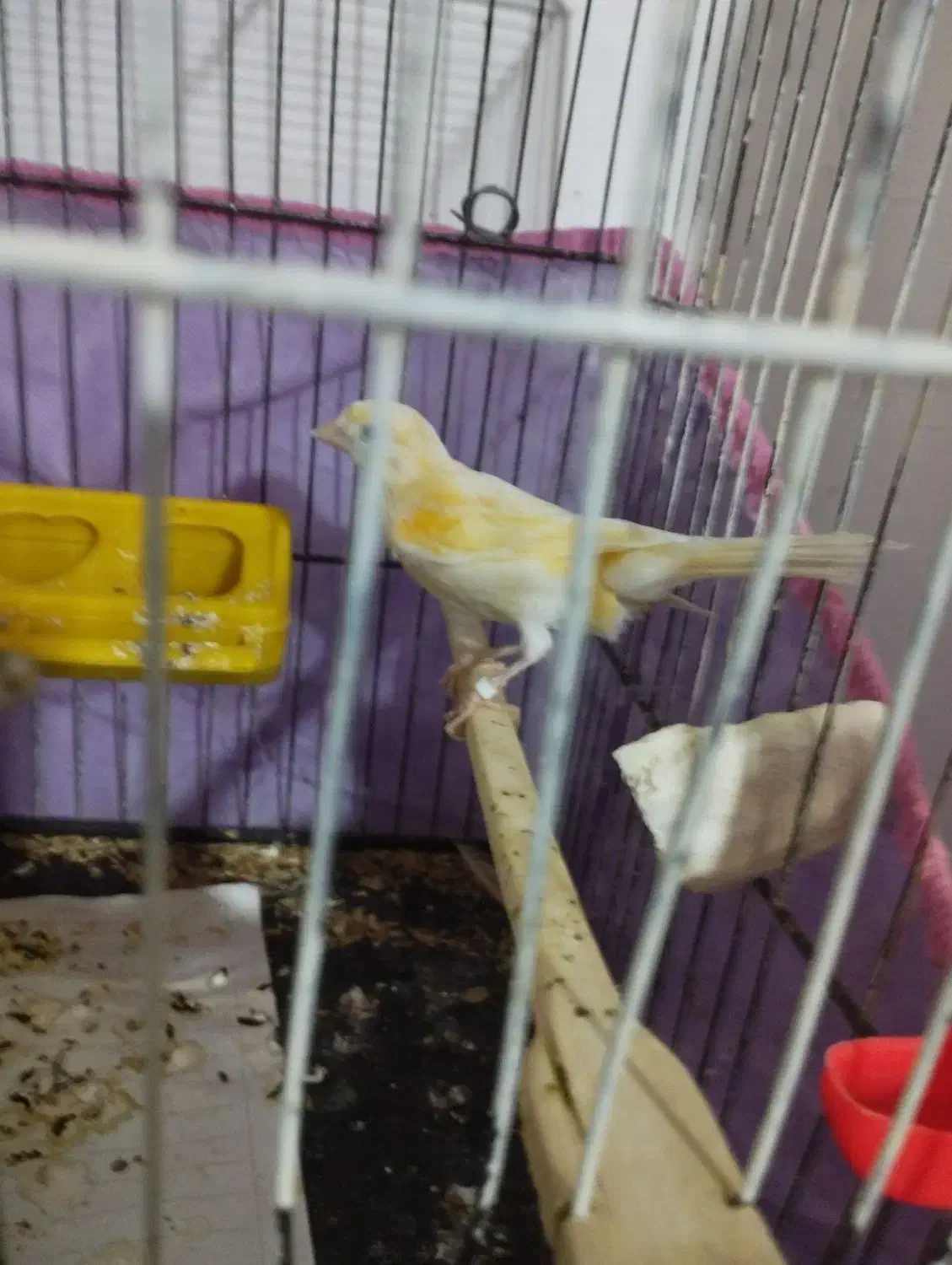 ماده موازییکی روشن|پرنده|عطاملک, |دیوار