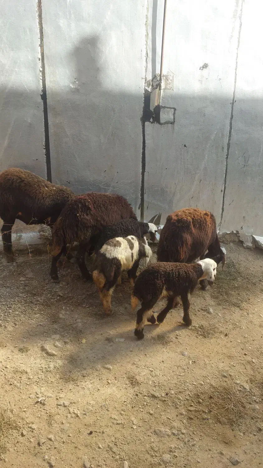 فروش میش بره دار|حیوانات مزرعه|بروجرد, |دیوار