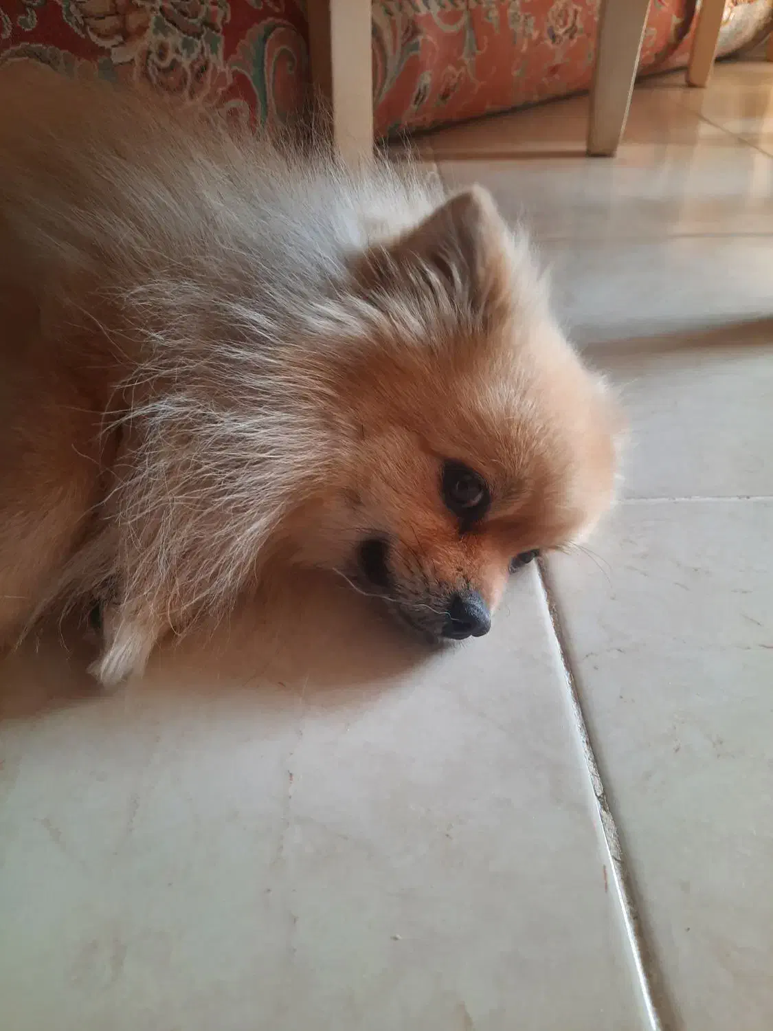 پامر خرسی|سگ|شاهین‌شهر, عطار|دیوار