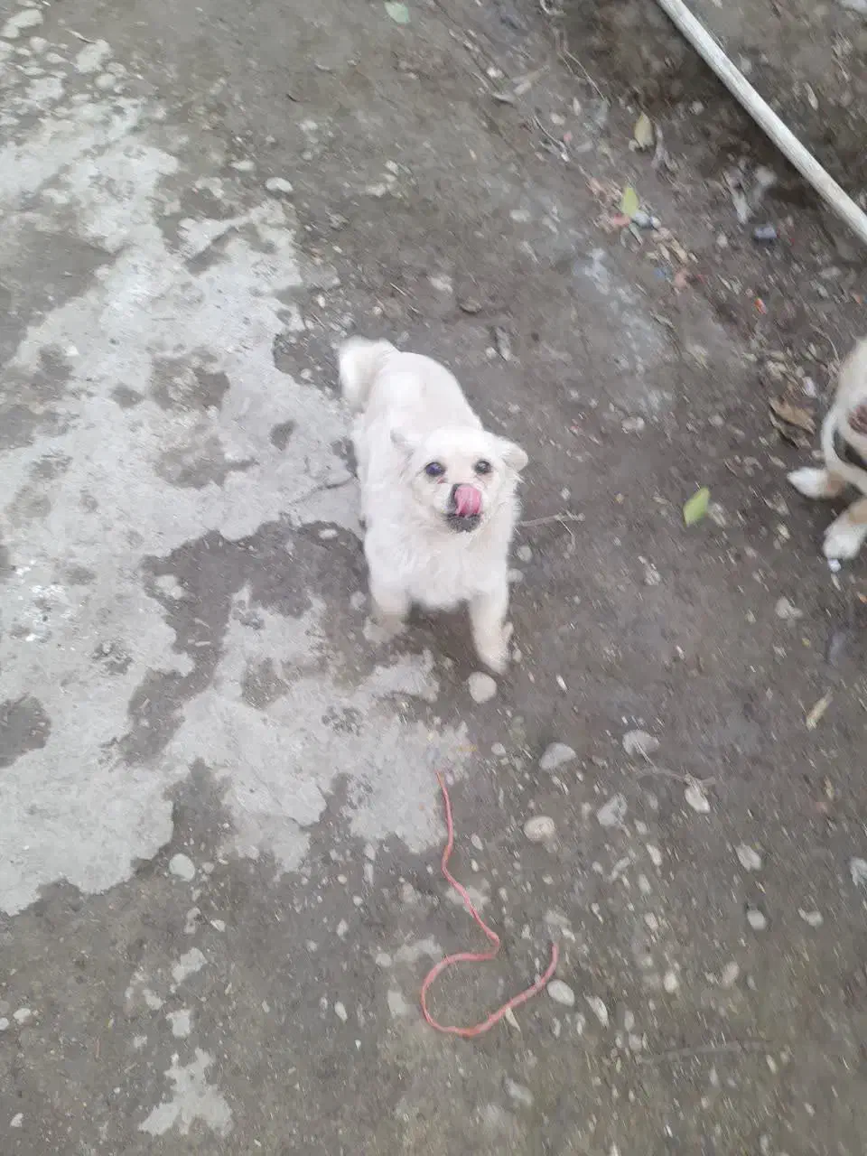 توله پاکوتاه|سگ|گنبد کاووس, |دیوار