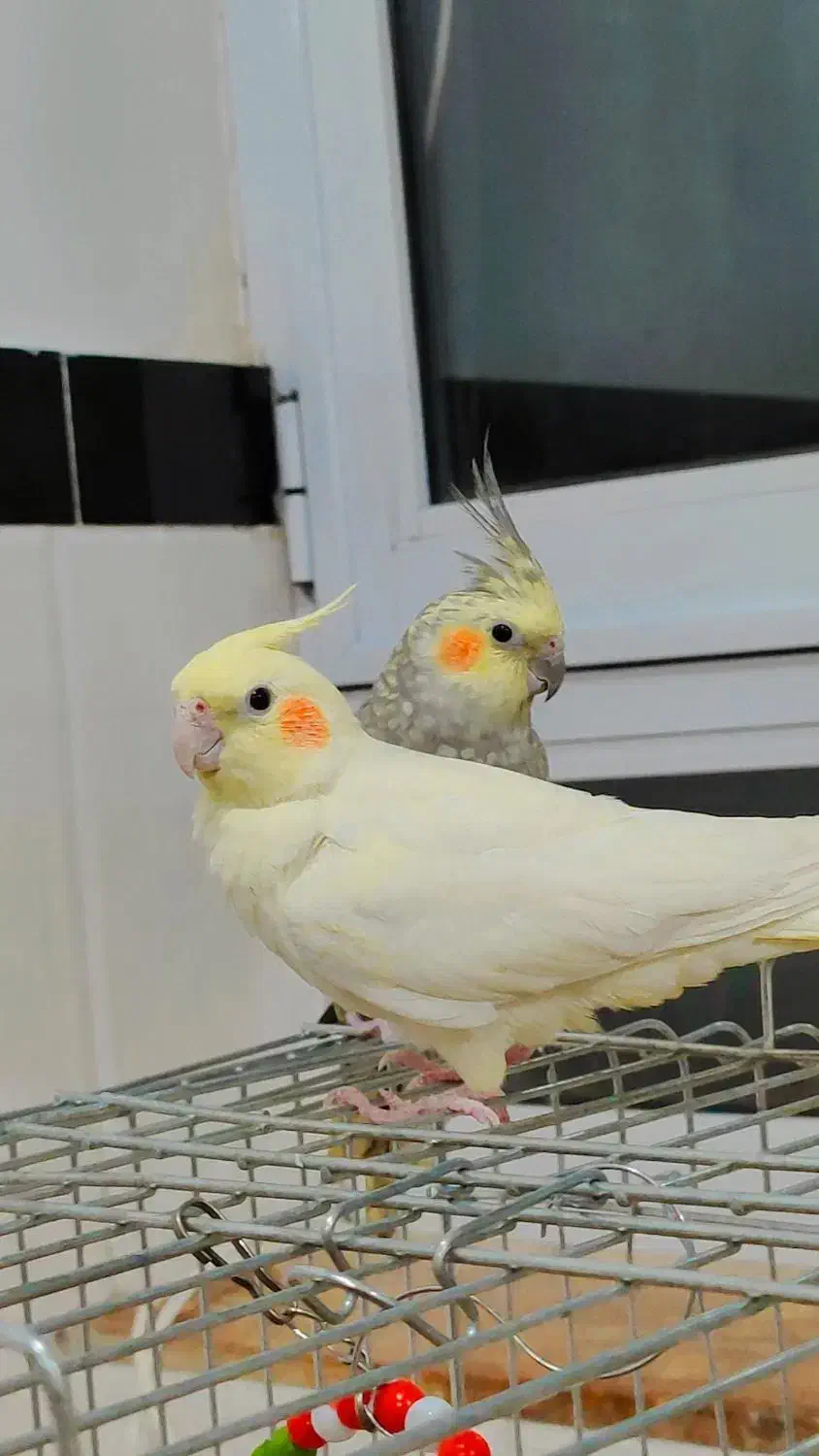 عروس هلندی نر ماده کم سن|پرنده|سریش آباد, |دیوار