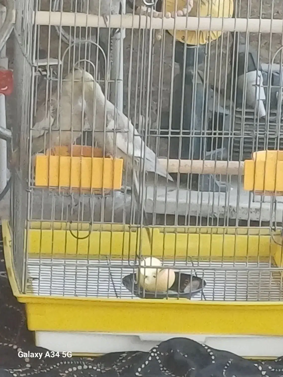 طوطی عروس هلندی|پرنده|تاکستان, |دیوار