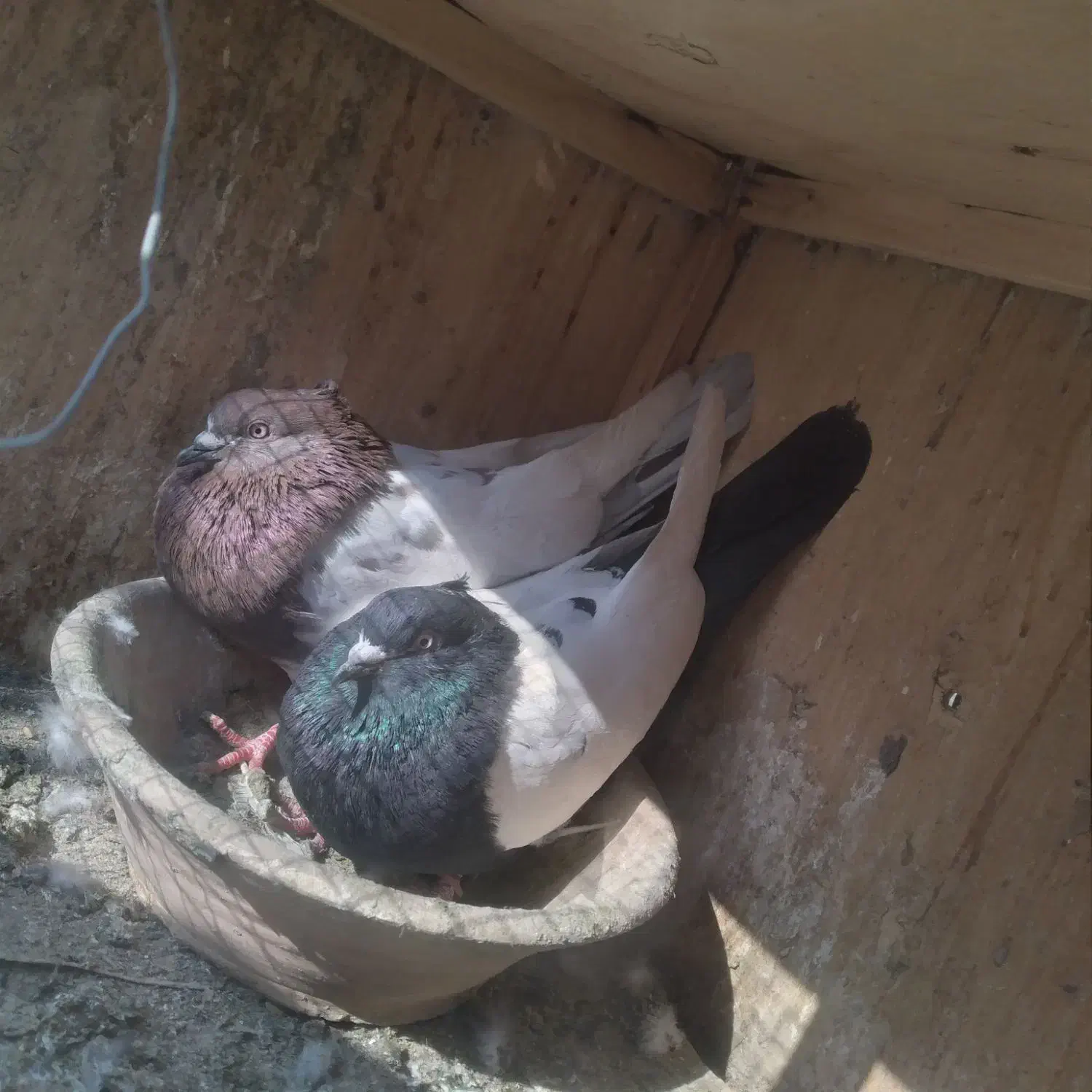 کفتر سینه ای|پرنده|شهریار, شهرک وائین|دیوار