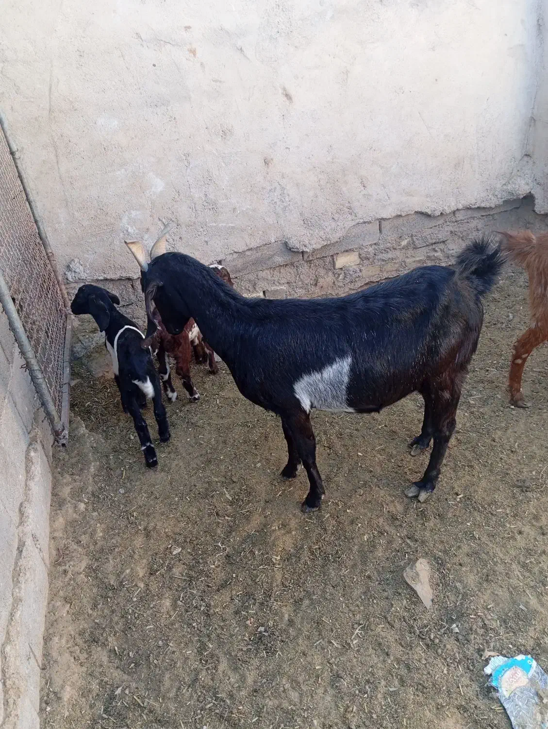 تعداد ۲۷ راس بز زاییده و ابستن|حیوانات مزرعه|مهریز, |دیوار