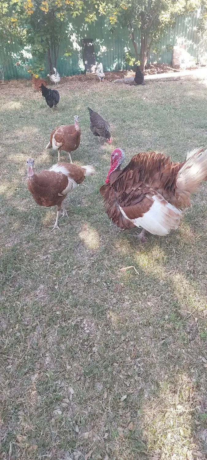 بوقلمون بورن بورن|حیوانات مزرعه|امیدیه, |دیوار