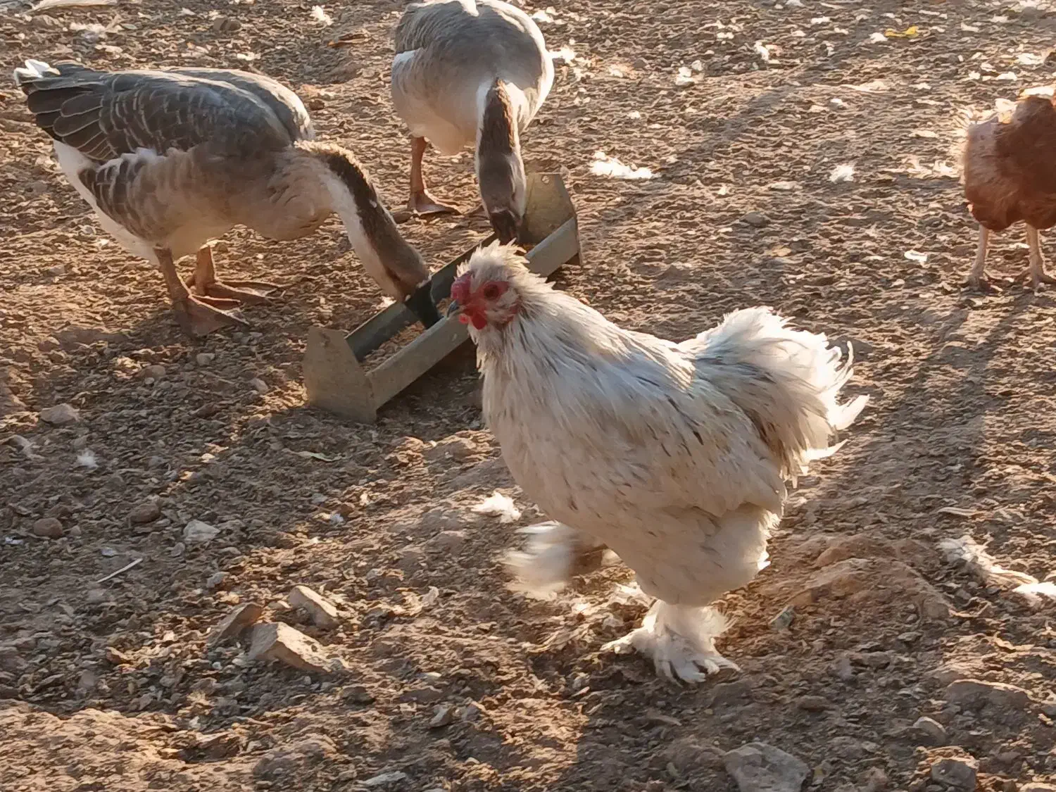 فروش مرع و خروس و قو غاز و ....|حیوانات مزرعه|قزوین, |دیوار