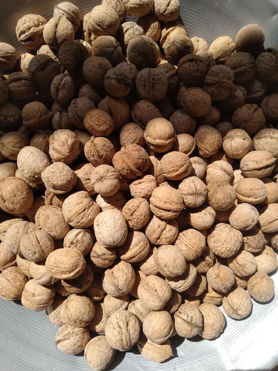 فروش گردو کردستان|حراج|بندر ماهشهر, |دیوار