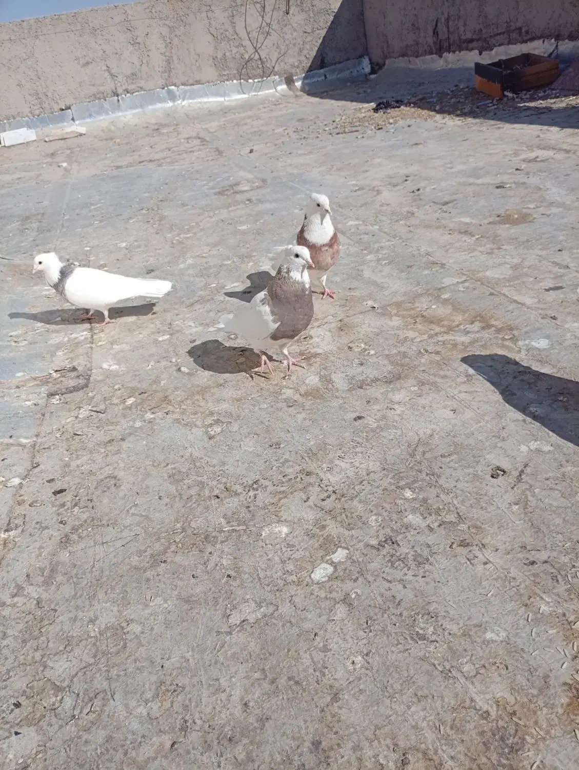 کبوتر طوقی|پرنده|بروجن, |دیوار