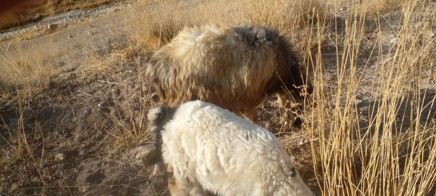 میش داشتی(بز بره قوچ)|حیوانات مزرعه|کوهرنگ, |دیوار